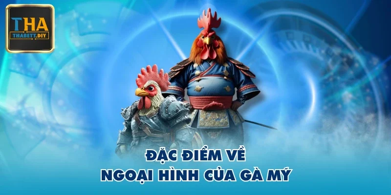 Đặc điểm về ngoại hình của gà Mỹ