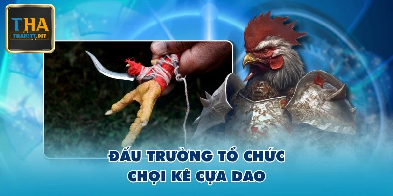 Đấu trường tổ chức chọi kê cựa dao
